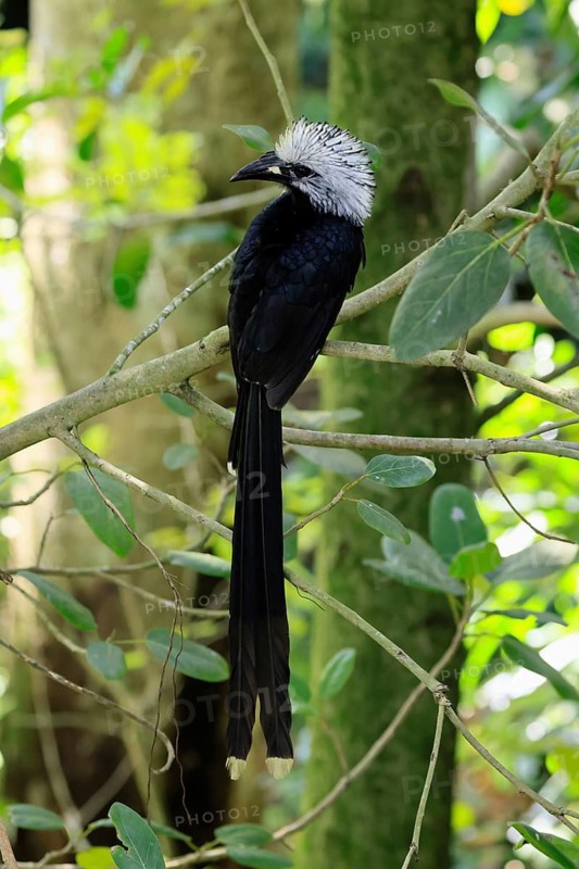 White-crested Hornbill (Horizocerus albocristatus), adult, on tree, vigilant, Africa, captive