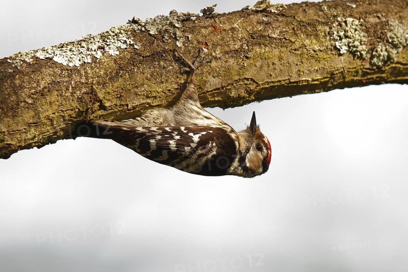 Lesser Spotted Woodpecker (Dryobates minor) male, Rhineland-Palatinate, Germany