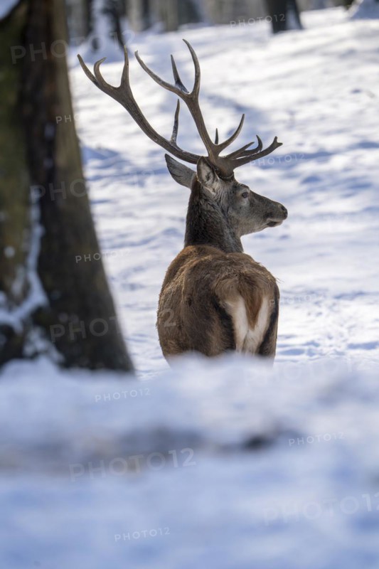 Red deer (Cervus elaphus), in the snow, Vulkaneifel, Rhineland-Palatinate, Germany