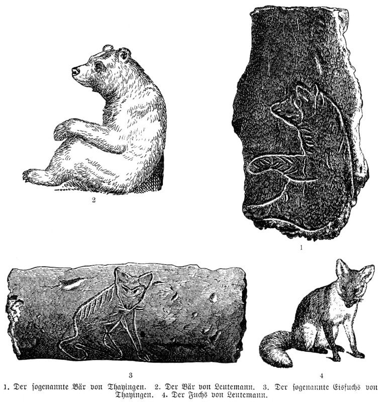 Various animal drawings, the bear and ice fox (1 and 3), bear and fox (2 and 4), art, history of prehistoric mankind, historical illustration 1880