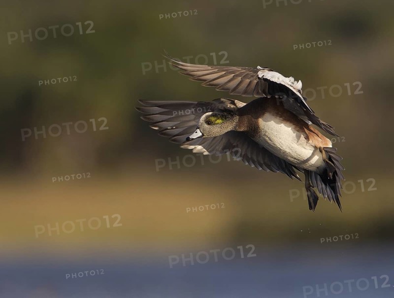 American Wigeon (Mareca americana) male flying, Florida, USA
