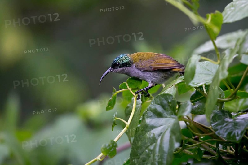 Green-headed Sunbird (Cyanomitra verticalis viridisplendens) female, Bwindi Impenetrable National Park, Uganda