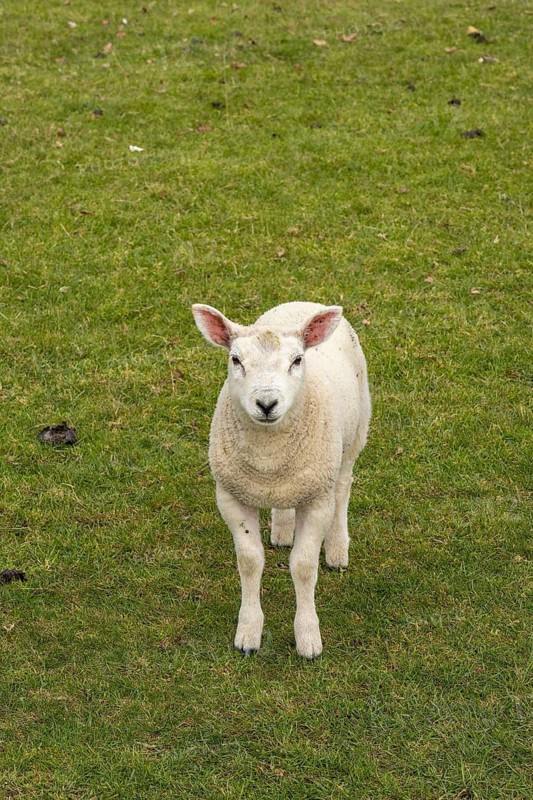 Lamb looking at camera, sheep willow, Moreton-in-Marsh, Cotswolds, England, United Kingdom