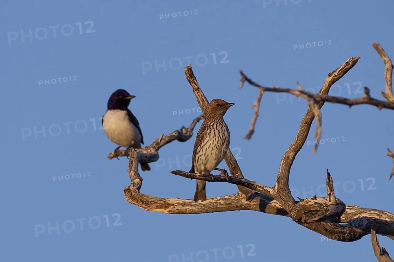 Violet-backed Starling (Cinnyricinclus leucogaster) pair, Namibia