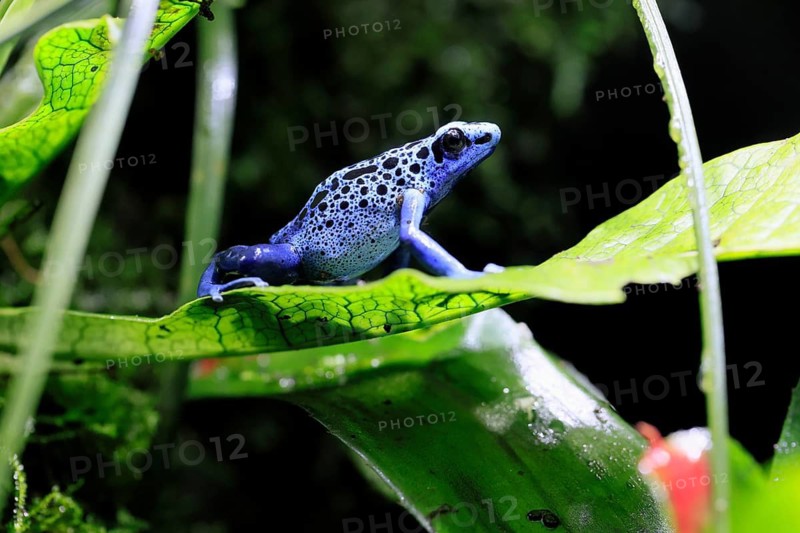 Blue poison dart frog, (Dendrobates tinctorius), adult, on leaf, alert, South America, captive