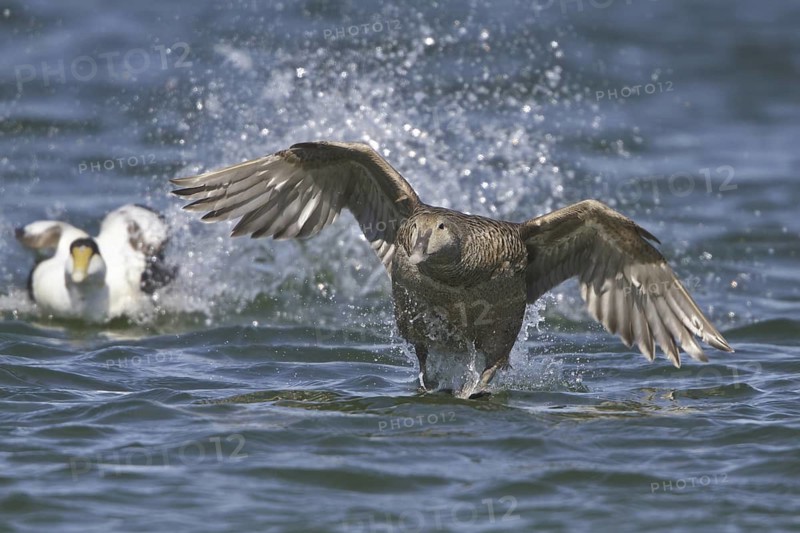 Common Eider (Somateria mollissima) female flying, Manitoba, Canada