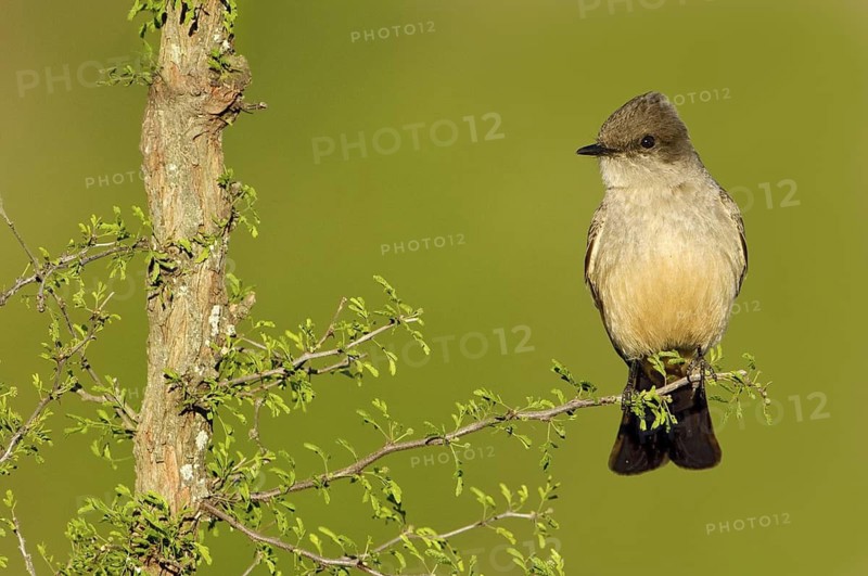 Say's Phoebe (Sayornis saya), Texas, USA