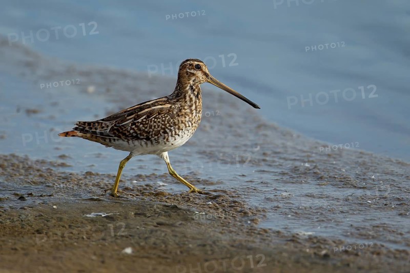 Common snipe (Gallinago gallinago) adult wading bird walking on mud, Lincolnshire, England, United Kingdom