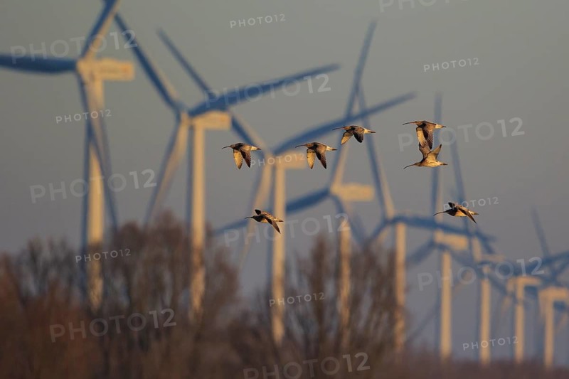 Eurasian Curlew (Numenius arquata) flock flying, Netherlands