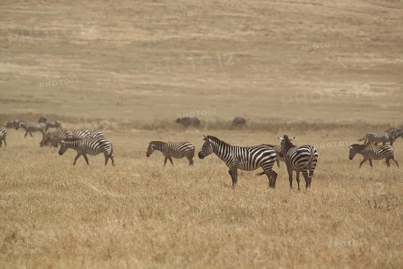 Herd of plains zebra (Equus quagga), Ngorongoro Crater, Serengeti, Tanzania, East Africa