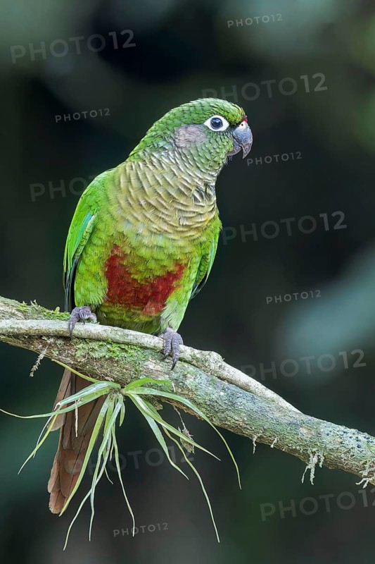 Maroon-bellied Parakeet (Pyrrhura frontalis) perched on a branch in the Atlantic Rainforest of Brazil