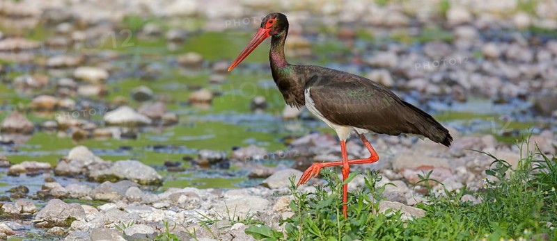 Black stork, Ciconia nigra, Lesvos, Greece