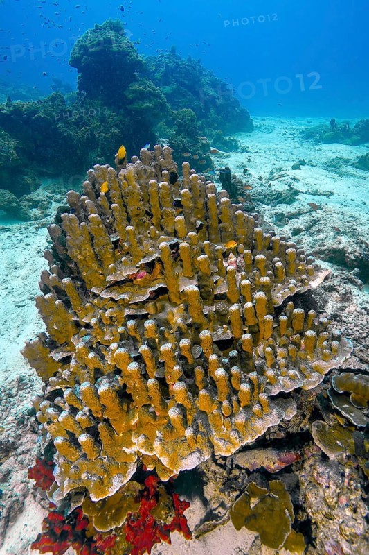 Underwater photo of cone-like growing small plolypus stony coral (Porites), Indian Ocean, Andaman Sea, Similans, Similan Island No. 4, Honeymoon Bay, Similan Islands, Thailand