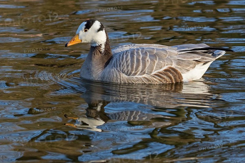 Bar-headed goose, Indian goose, field goose, (Anser indicus), animals, birds, goose, goose family, Luisenpark, Mannheim, Baden-Würrttemberg, Federal Republic of Germany