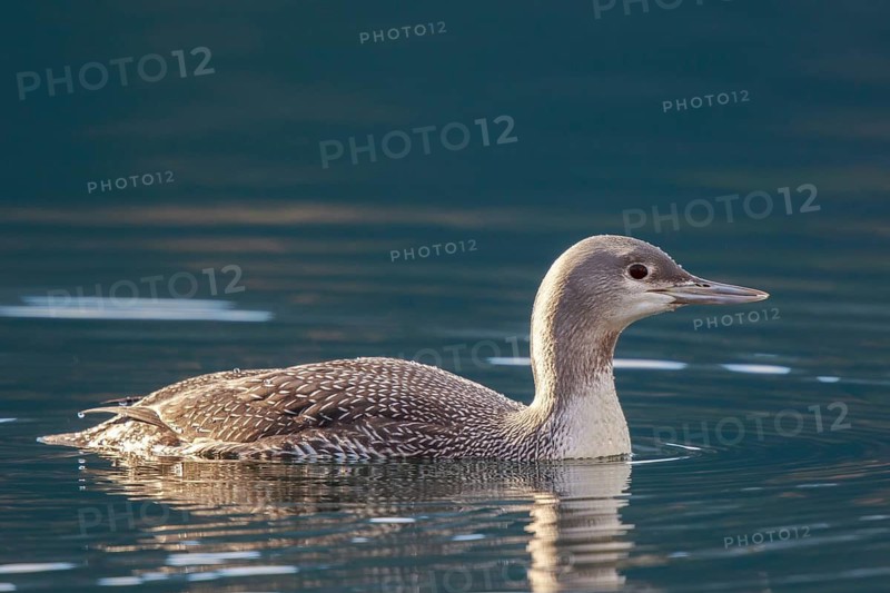 Red-throated Loon (Gavia stellata), Carinthia, Austria