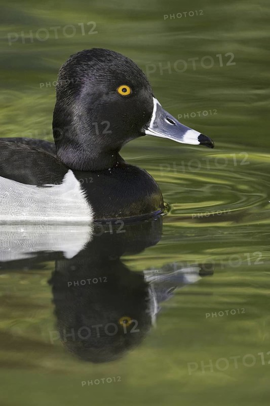 Ring-necked Duck (Aythya collaris) male, Arizona, USA
