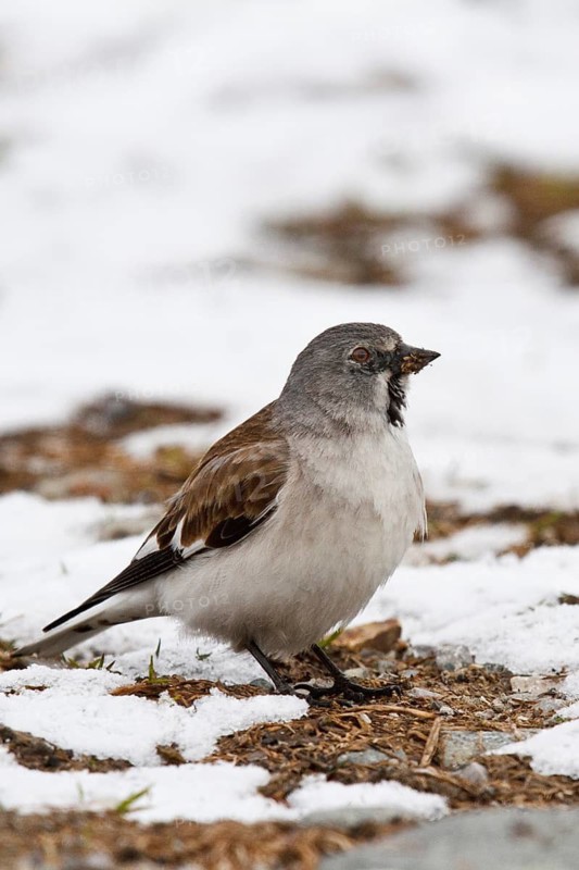 Snowfinch (Montifringilla nivalis) male, Tyrol, Austria