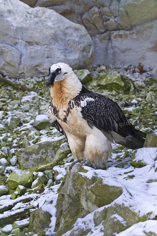 Bearded Vulture (Gypaetus barbatus)