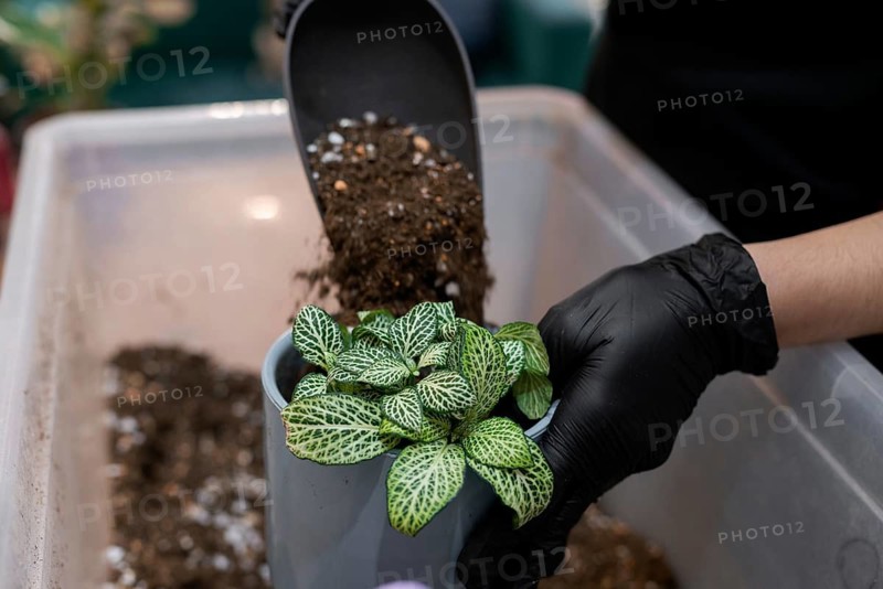 A person wearing black gloves adds soil to a decorative potted plant, showcasing the hands on process of gardening and home decor creativity