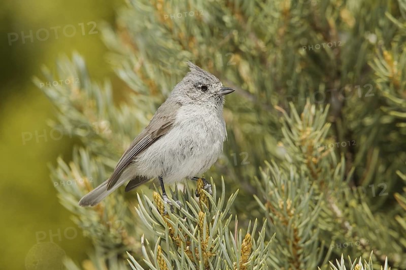 Juniper Titmouse (Baeolophus ridgwayi) male, California, USA