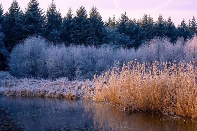 Winter hoarfrost at Ahlhorn fish ponds, Ahlhorn fish ponds, Ahlhorn, Lower Saxony, Germany