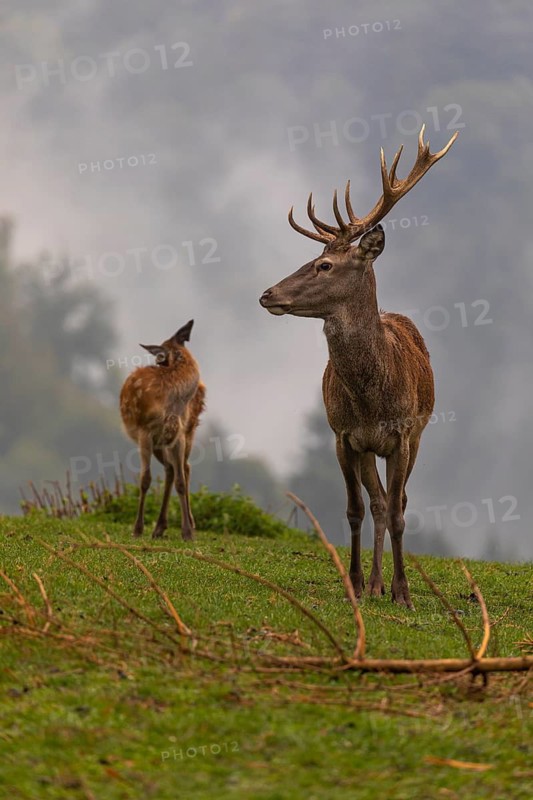 One young Red Deer buck (Cervus elaphus) and doe standing on a green meadow. A forest in early morning mist in the background