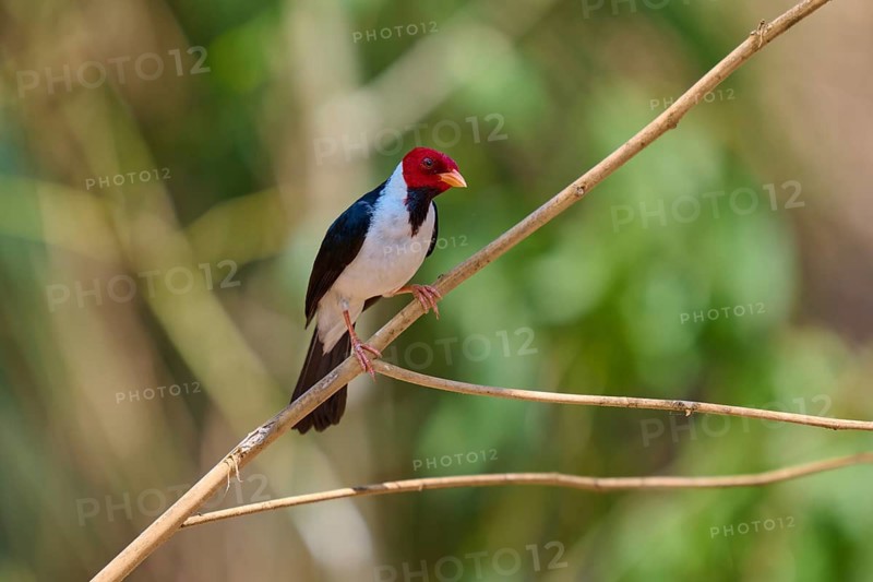 Bird with red head and black back on a branch, surrounded by blurred green, Black-throated Cardinal (Paroaria gularis), Pantanal, Mato Grosso, Brazil