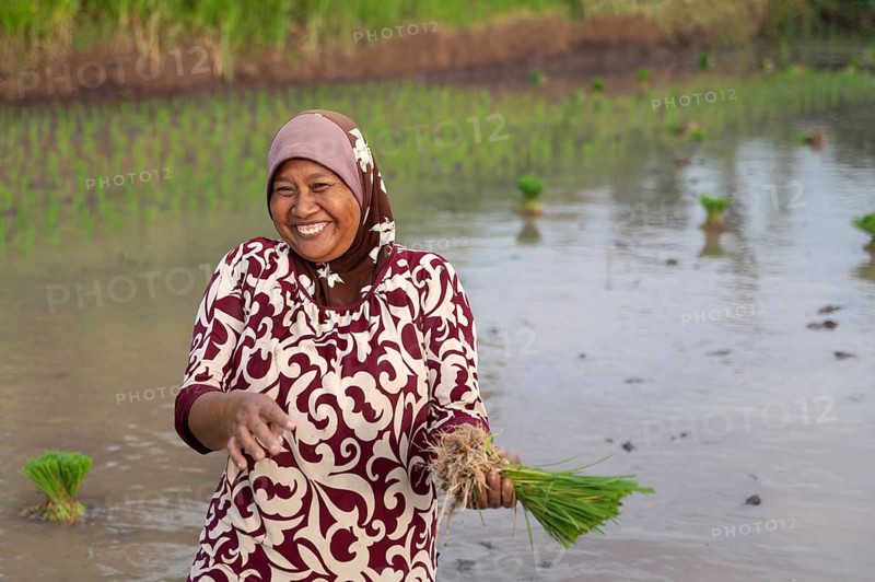 A joyful woman stands in an Indonesian rice field, smiling warmly as she holds a bundle of rice seedlings. The lush surroundings depict a serene agricultural setting