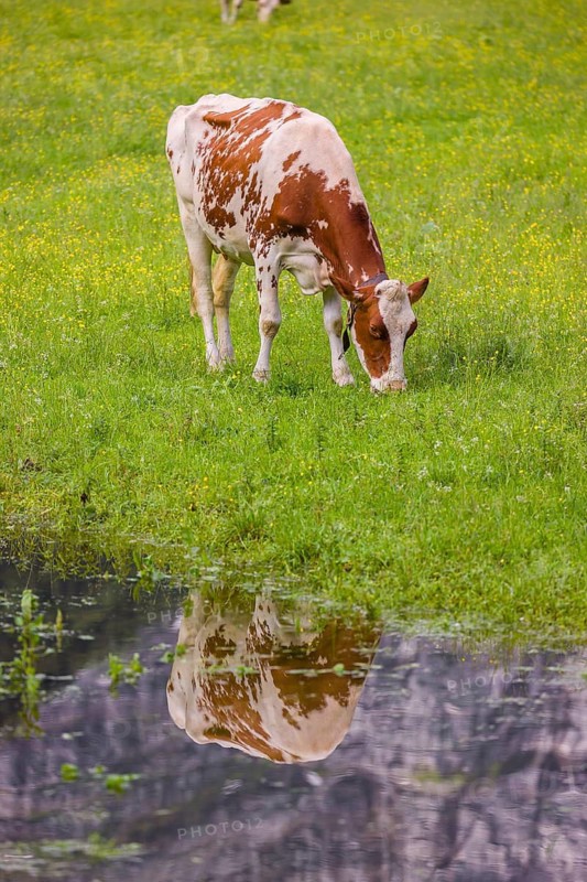 Holstein Friesian cattle stand on a green meadow next to a puddle. A reflection of the cows and the mountains can be seen in the puddle. Eng Valley, Austria