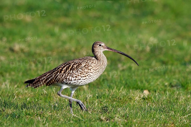Eurasian Curlew (Numenius arquata) female foraging, North Rhine-Westpalia, Germany
