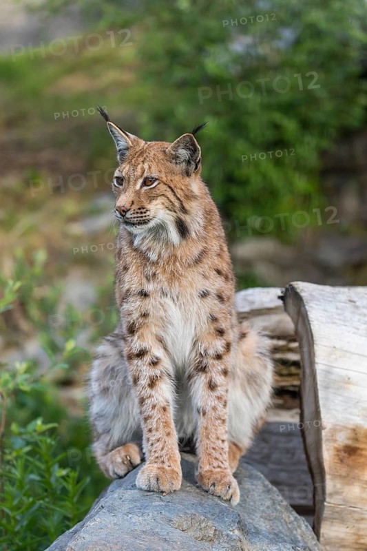 One Eurasian lynx, (Lynx lynx), sitting on a rock with a some green vegetation in the background. Looking towards the camera
