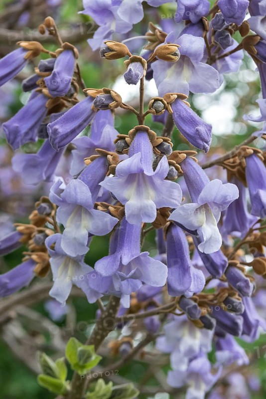 Chinese bluebell tree (Paulownia tomentosa), Germany