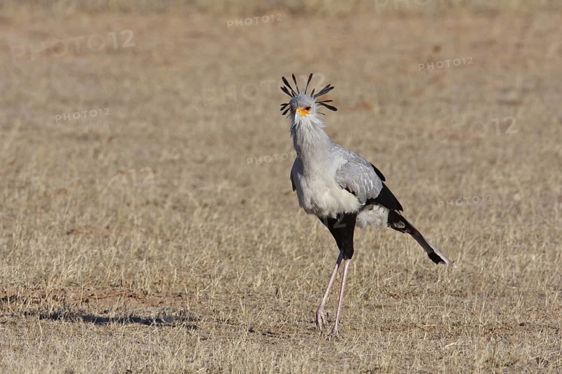 Secretarybird (Sagittarius serpentarius), Northern Cape, South Africa