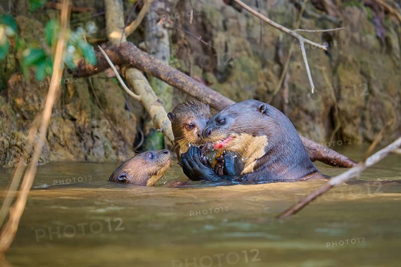 Two otters communicating with a third in the water, giant otter (Pteronura brasiliensis), Pantanal, Mato Grosso, Brazil