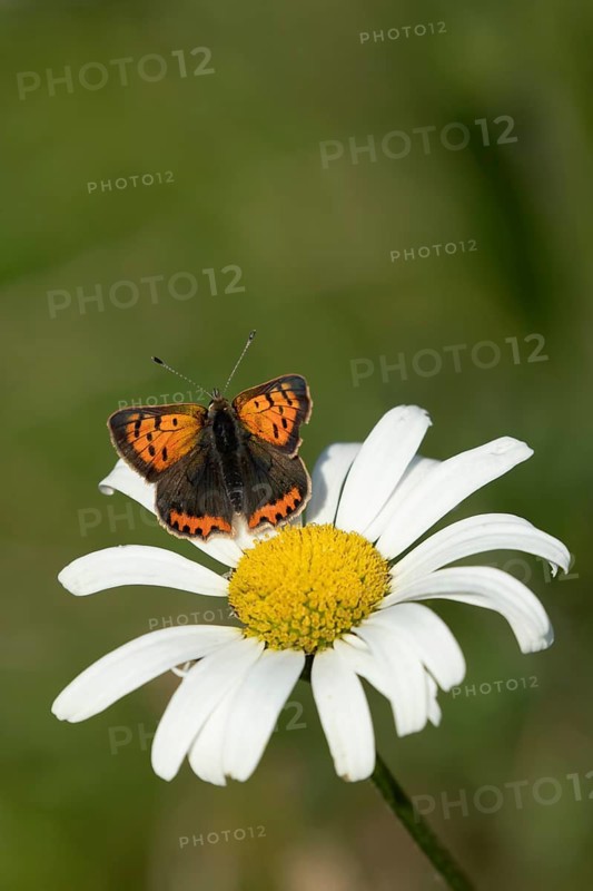 Small copper butterfly (Lycaena phlaeas) adult insect resting on an Oxeye daisy flower in summer, Suffolk, England, United Kingdom