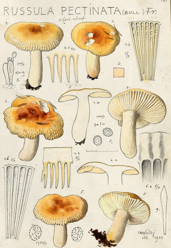 Mushroom, Mushrooms, Pungent Crested russula or Stinking Crested russula, Russula pectinata, authentic reproduction of an illustration by Hans Walty (1868-1948) from about 1915, historical