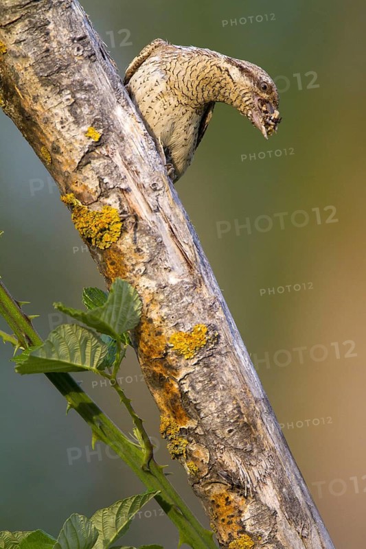 Eurasian Wryneck (Jynx torquilla), Navarra, Spain