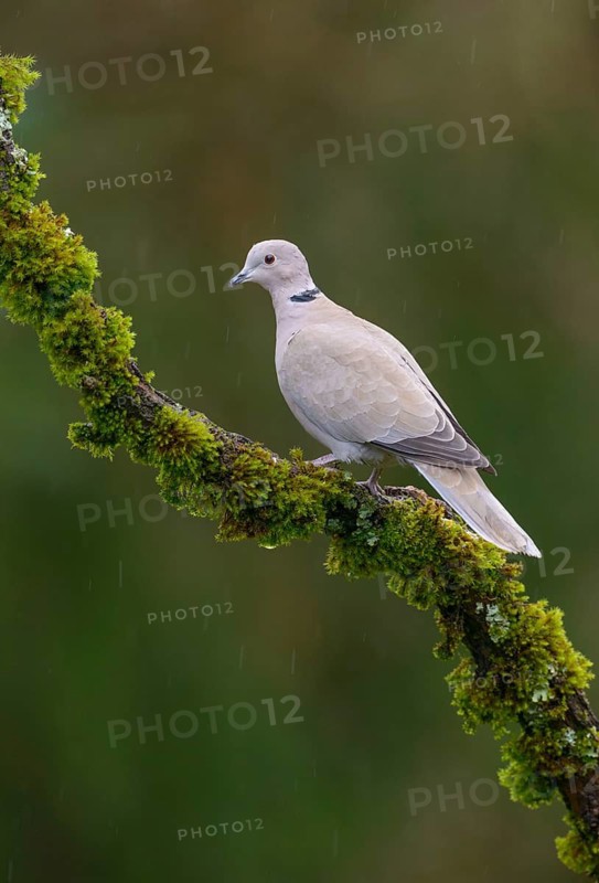 Eurasian Collared Dove (Streptopelia decaocto), British Columbia, Canada