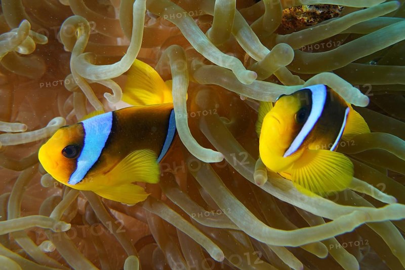 Red sea anemonefish (Amphiprion bicinctus)