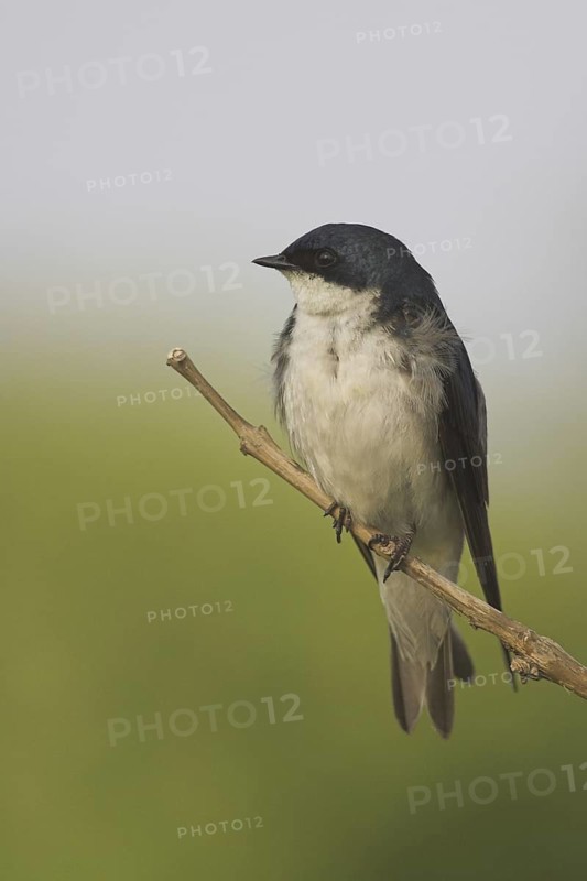 Tree Swallow (Tachycineta bicolor), Ontario, Canada