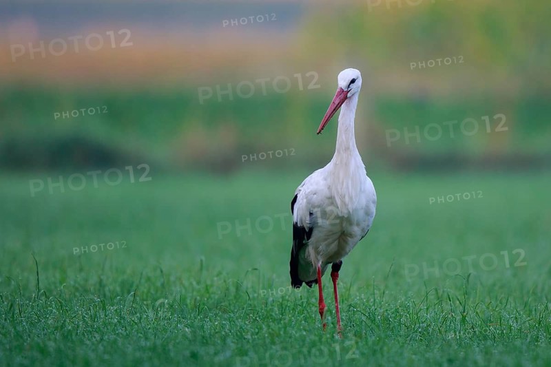 White Stork (Ciconia ciconia) foraging, North Rhine-Westphalia, Germany