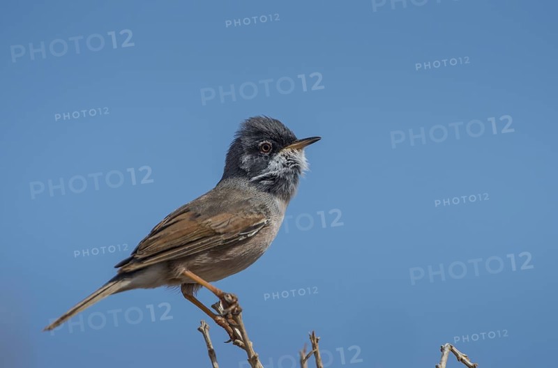 Spectacled Warbler (Sylvia conspicillata) male, Fuerteventura, Spain