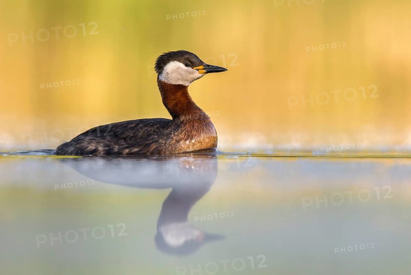 Red-necked Grebe (Podiceps grisegena), Poland