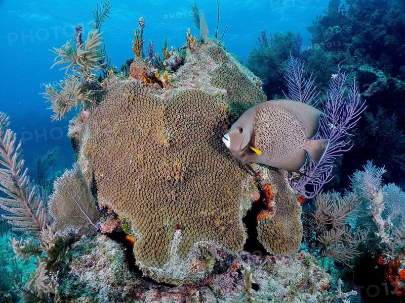 Gray angelfish (Pomacanthus arcuatus)