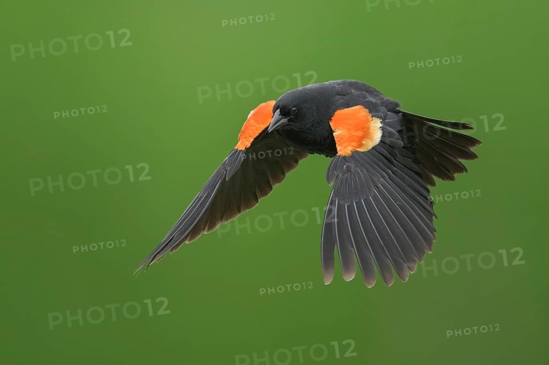 Red-winged Blackbird (Agelaius phoeniceus) male flying, Colorado, USA