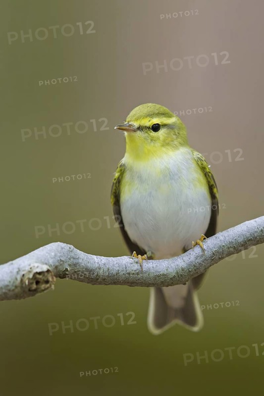 Wood Warbler (Phylloscopus sibilatrix), Rhineland-Palatinate, Germany