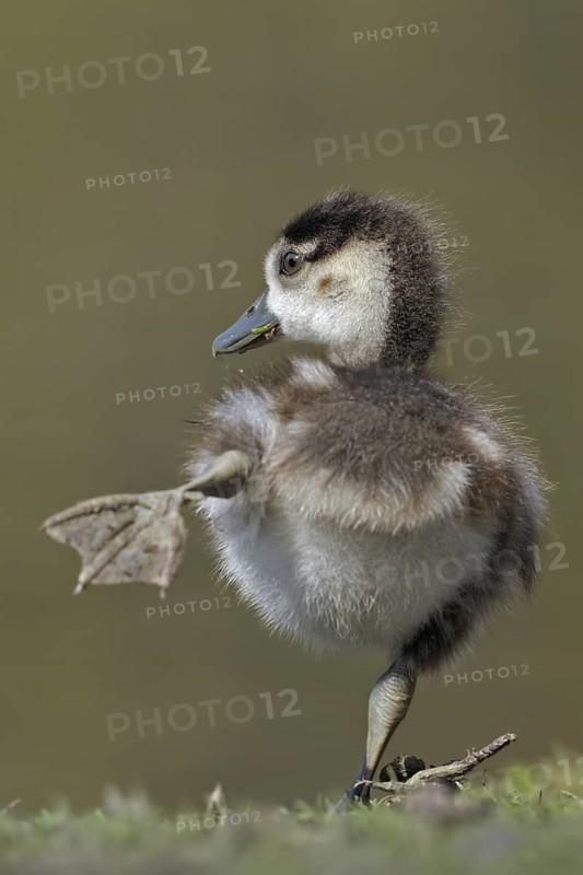 Egyptian Goose (Alopochen aegyptiaca) juvenile, North Rhine-Westphalia, Germany