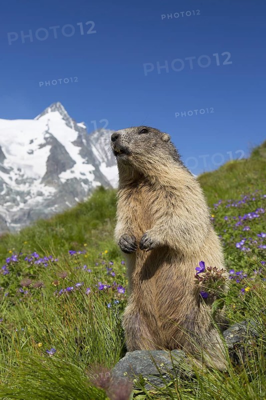 Alpine marmot (Marmota marmota) standing in front of the snow covered mountain Grossglockner, Hohe Tauern National Park, Carinthia, Austria