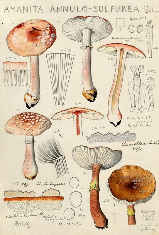Mushroom, fungi, Amanita rubescens var. annulosulphurea, yellow-ringed pearl mushroom, authentic reproduction of an illustration by Hans Walty (1868-1948) from about 1915, historical
