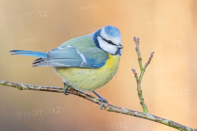 Eurasian Blue Tit (Cyanistes caeruleus) perched on a branch, Lower Saxony, Germany